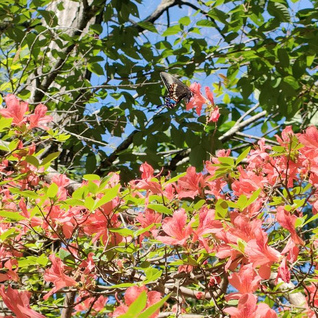 ヤマツツジの写真