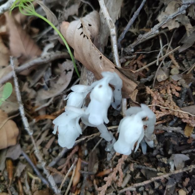 リンギョウソウの写真