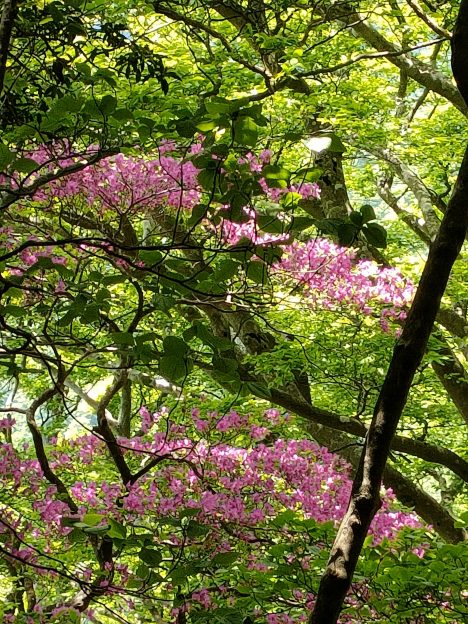 シャクナゲの画像