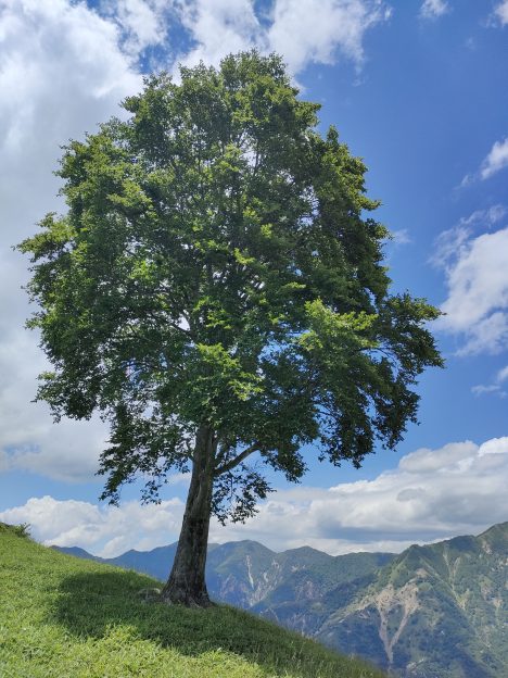 孤高のブナの木