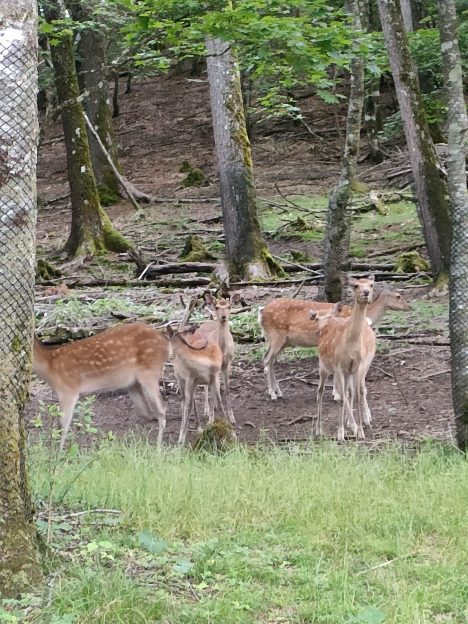 複数の鹿