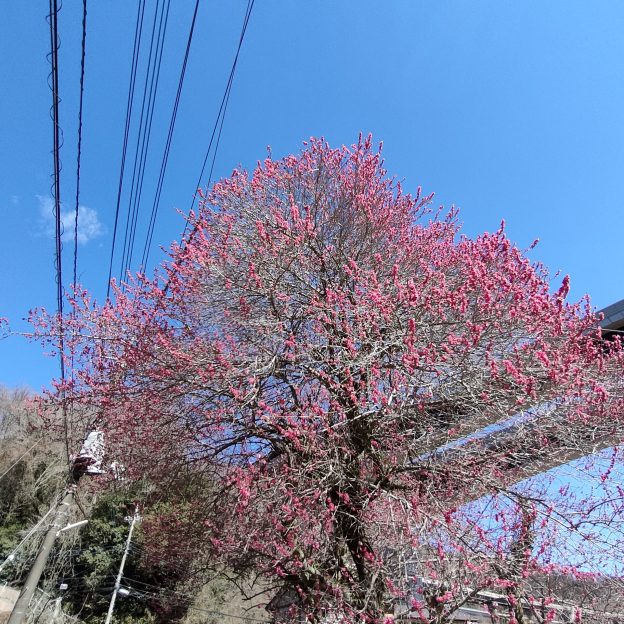 青空と満開の梅の花　紅色で美しい