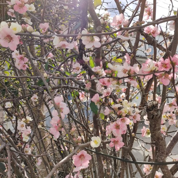 ピンクの梅の花