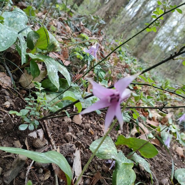 カタクリの写真