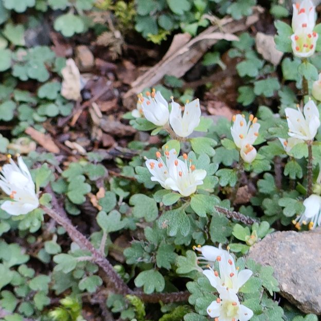 ハナネコノメソウの写真