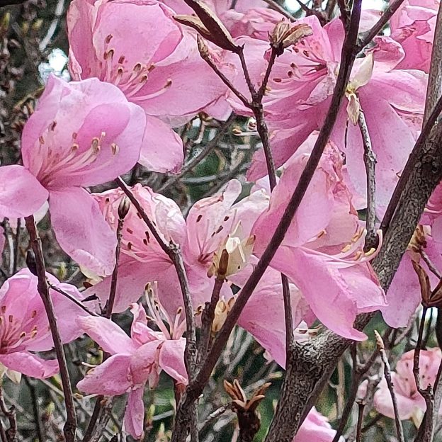 アカヤシオの花の写真