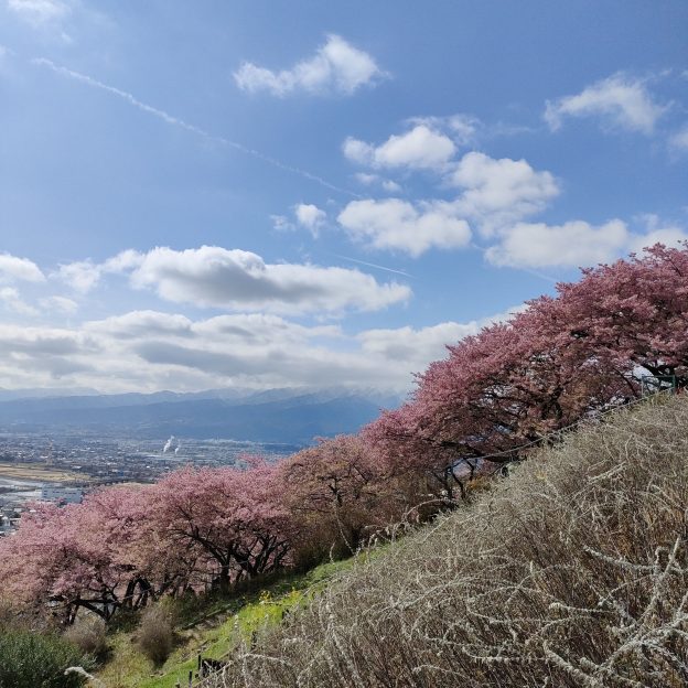 満開の桜と青空