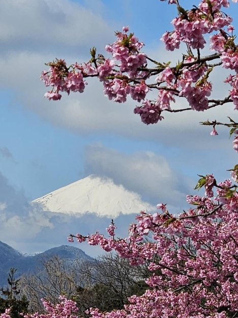 満開の桜の奥に富士山が見える