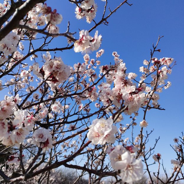 満開の桜の花と青空