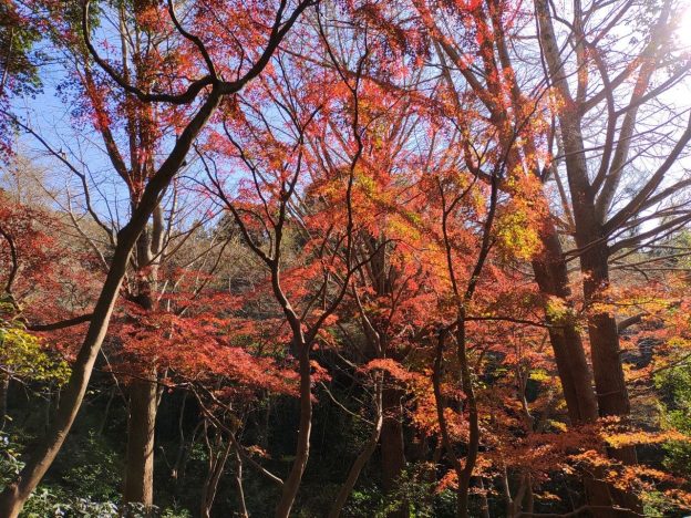 天園の真冬の紅葉の風景